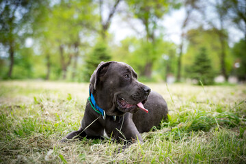 Cane corso on the meadow during a walk