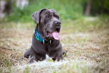 Portrait of a big dark gray cane corso