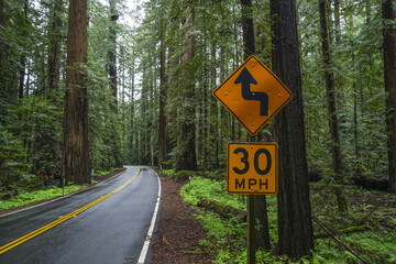 Beautiful street through the Redwood Forest