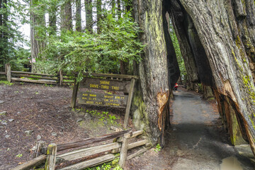 Naklejka premium The famous Shrine Drive-through tree at Redwoods National Park - ARCATA - CALIFORNIA - APRIL 17, 2017