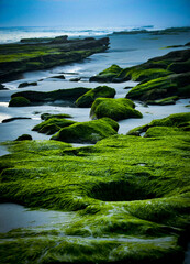 Naklejka premium Algae covered rocks on shoreline