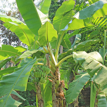 Banana tree with bunch of green growing raw bananas