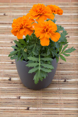 Four bloom Tagetes patula, the French marigold orange flower in a gray pot on a bamboo mat
