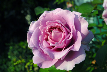 pink rose blooming in the garden