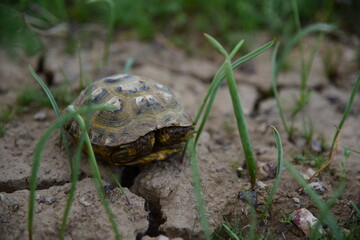 Turtle in steppe