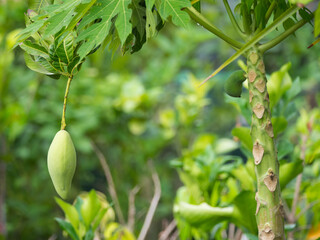 Mango Fruit Near The Papaya