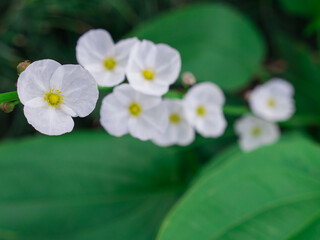 White Reed  Amazon Flowers Arranged