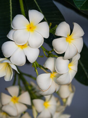 Fototapeta na wymiar White Yellow Plumeria Flowers Hanging