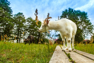 Obraz na płótnie Canvas A goat is eating grass. Farm with goats. Natural economy. Pets.