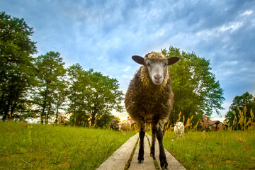 Sheep looking at the camera. Black lamb. The lamb stands on a wooden stage. Farm with animals. The farm.