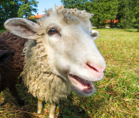 Sheep looking at the camera. Black lamb. The lamb stands on a wooden stage. Farm with animals. The farm.