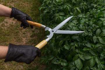 Garden scissors - wooden handles - cutting pruning trimming a bush by two caucasian hands in brown...