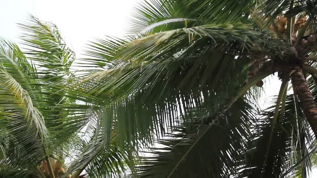 Crown of coconut tress wildly swinging in heavy monsoon winds, panning shot.