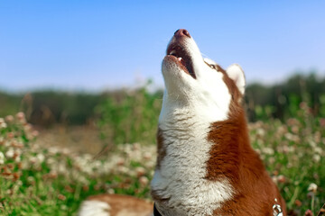 Siberian Husky sitting and howling on green grass