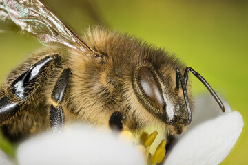 Focus Stacking - European Honey Bee, Honey Bee, Honeybee, Bee 