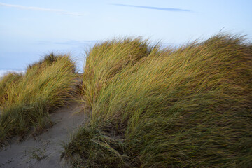 Beach Grass Sand Dunes