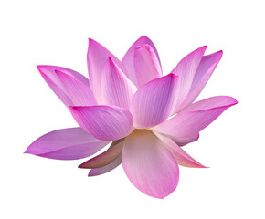 lotus on isolated white background.