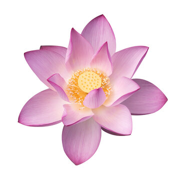 Fototapeta lotus on isolated white background.