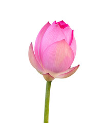 lotus on isolated white background.