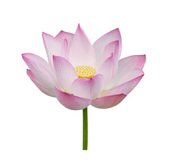 lotus on isolated white background.
