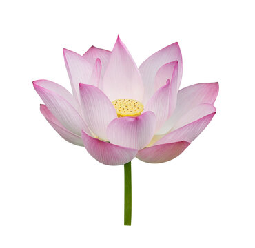 Fototapeta lotus on isolated white background.
