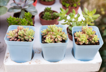  Miniature succulent plants in garden