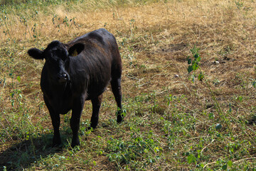 Cow in Field