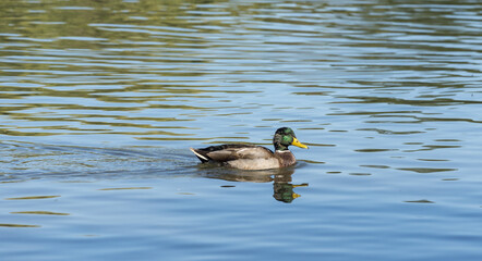 duck on the lake