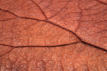 Dry leaf.