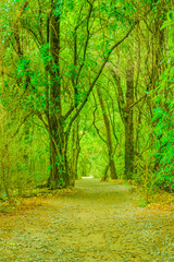 Fototapeta na wymiar View of a forest trail
