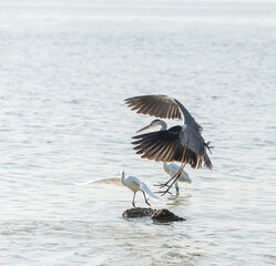 Portrait of natural grey heron