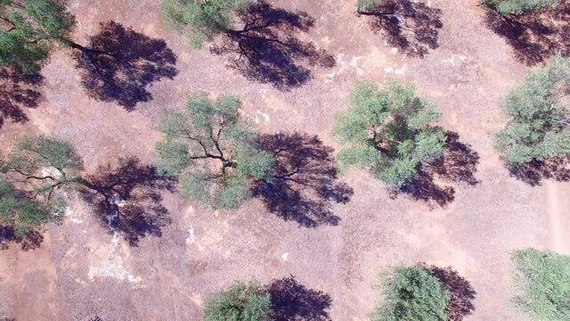 Olive trees - Aerial view 4k