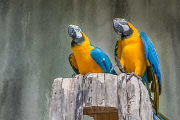 Macaw parrots © Sergey