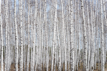 birch forest