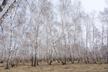 birch forest