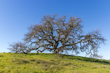 California Live Oak Tree