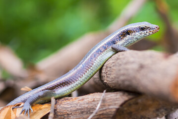 Scincidae