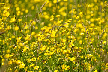Floral background with wildflowers and grass. Meadows with yellow wild flowers. Pacific Coast. Washington. United States.