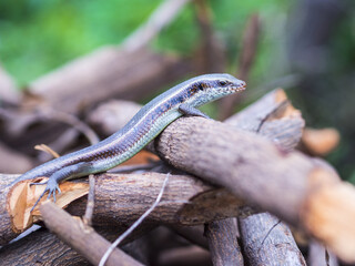 Scincidae