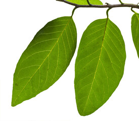 Obraz premium Leaves