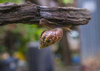 Wild snail