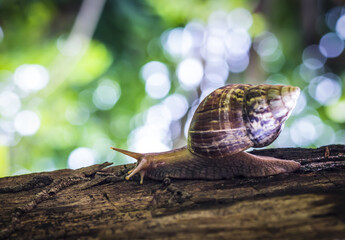 Wild snail