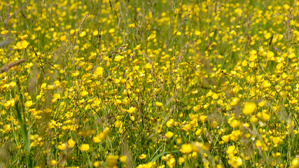 Obraz premium Yellow Ranunculus meadows. Floral background. Pacific Coast. Washington. United States.
