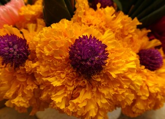 Orange Flowers