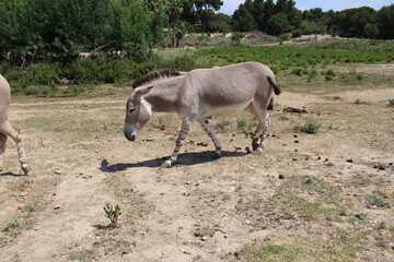 Ane de somalie qui marche Equus africanus somaliensis