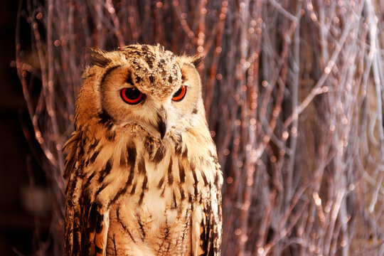 Hazel, the Eurasian eagle owl, stares intently on the Royal Mile in Edinburgh, Scotland