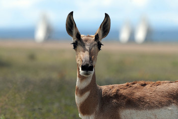 antelope