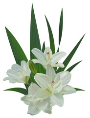 Fototapeta na wymiar White lily bouquet flowers isolated