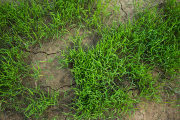 The rice on the arid soil, Concept drought.