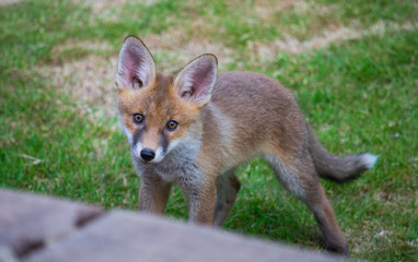 Fox cub 